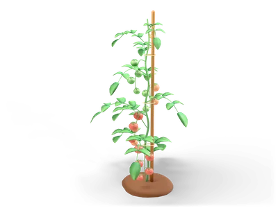 Tomato plant tied to a wooden stake with green leaves and clusters of red, orange and green tomatoes on a soil mound