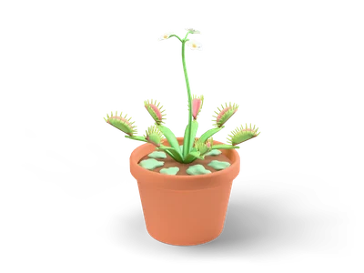 Venus flytrap with open pink and green traps and a white flower stalk in a small terracotta pot with moss
