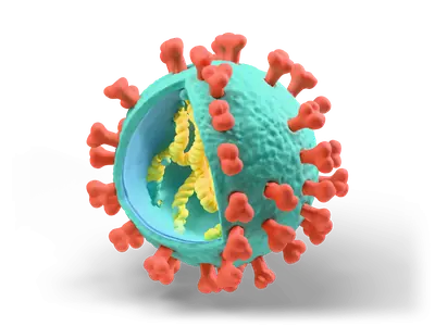 Teal virus particle with coral spike proteins and a cutaway showing the yellow coiled genome