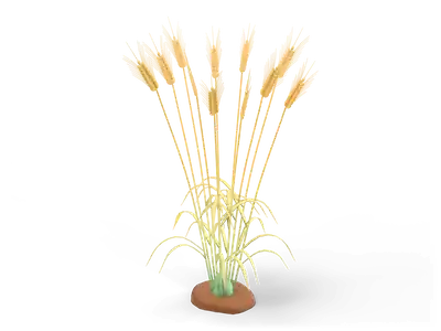 Clump of golden wheat stalks with plump nodding ears and long fine awns on a small soil patch