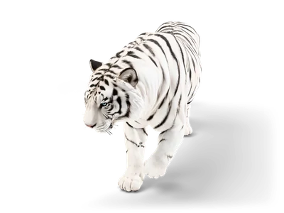 White tiger with black stripes and blue eyes prowling toward the viewer with one front paw raised