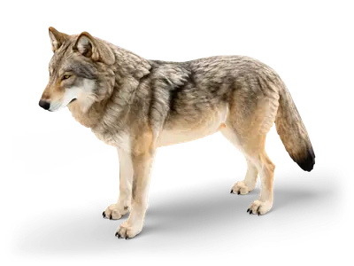 Grauwolf auf allen vieren mit grau-beigem Fell, aufgestellten Ohren, Bernsteinaugen und dunkler Schwanzspitze