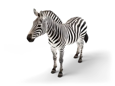 Steppenzebra, wachsam stehend, mit schwarz-weißen Streifen, aufrechter gestreifter Mähne und dunklem Maul